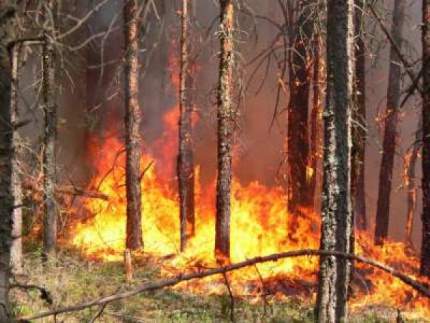Два лесных пожара в Хорловском участковом лесничестве