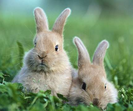 Кролики - это не только ценный мех...