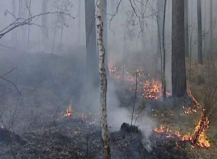 Ликвидация лесного пожара в Хорловском лесничестве