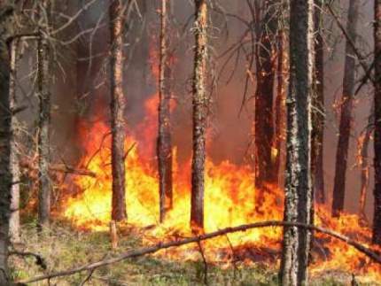 В воскресенье ликвидировали лесной пожар