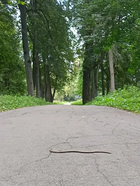 Веретеница на дорожке в парке Хорлово: это не змея, а ящерица